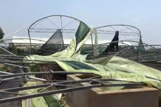 stormy damaged flowering plants grown in green houses in hosur