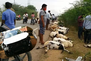 A car crashed into a herd of sheep