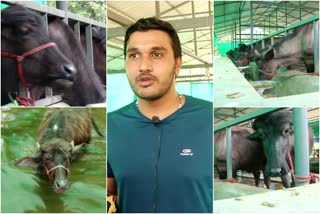 Cattle farming with online study  success story  farmer  ഓണ്‍ലൈൻ പഠനത്തോടൊപ്പം പോത്ത് കൃഷി  പോത്ത് കൃഷി  കൊവിഡ്