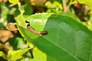 insects-terror-in-tea-garden-at-teok
