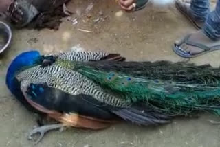 दर्जनों राष्ट्रीय पक्षी मोर की संदिग्ध परिस्थितियों में मौत