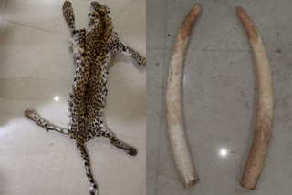 Leopard skin, elephant tusks seized in Odisha; 2 held