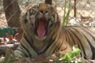 bandhavgarh-national-park-closed-from-26-30-april-these-people-have-great-difficulties