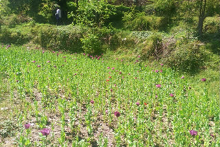 Police destroyed opium cultivation