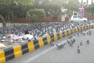 Elderly woman on the brink of hunger in lockdown arranging bread by selling grains that feed pigeons