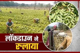 FARMER FACING LOTS OF PROBLEM DUE TO LOCKDOWN IN KORBA