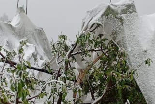 Nature caused havoc on apple orchards