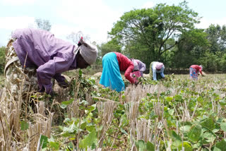 nannilam Farmers suffer as crop insurance name list not released