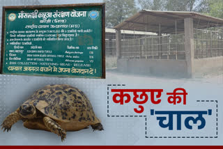 negligence of tortoise rearing scheme in bhind