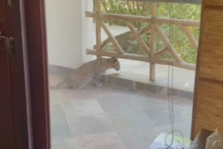 Two leopards enter hotel in Rajasthan's Sawai Madhopur