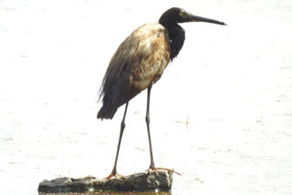 Little Egret