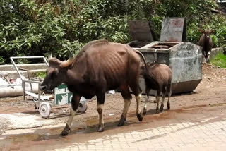 வனவிலங்குகளுக்கு உணவுகள் அமைக்க சமூக ஆர்வலர்கள் கோரிக்கை