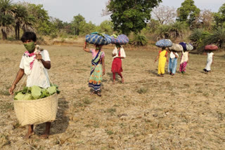 tendu leaf collection started in chhattisgarh