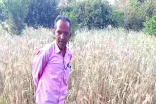 झालावाड़ में काले गेहूं की जैविक खेती, Organic farming of black wheat in Jhalawar