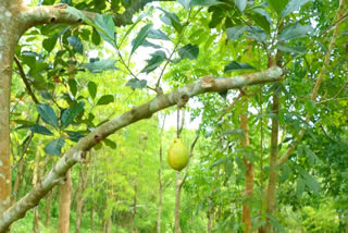 Kerala: Jackfruit tree bears guava