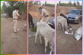 SHO Ajay Kumar Negi feeding food to animals during lockdown in vasant kunj of delhi