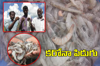 Corona effect on fisheries in ap