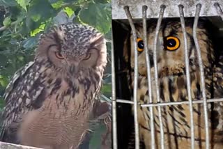 eurasian eagle owl rescue done in bhilai