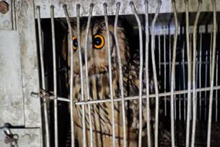 rescue of eurasian eagle owl