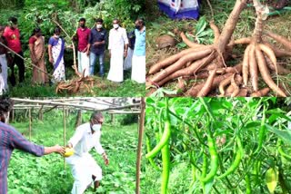 TAPIOCA  tapioca farming  kasargod tapioca farming  covid farming  കപ്പ കൃഷി  കാസർകോട് കപ്പ കൃഷി  കൊവിഡ് കൃഷി  കൊവിഡ് കാലത്തെ കൃഷി