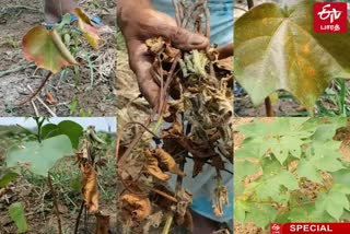 Farmers demand that agriculture officials help protect cotton from pest and fungal attacks