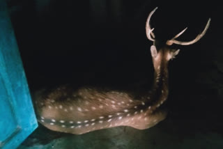 thirsty male chital reached at umaria's village