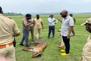 tiger-dead-in-nagarahole