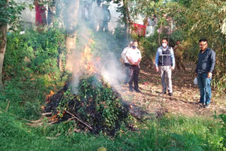 poppy cultivation in shimla