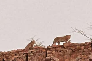 डूंगरपुर में दिखा पैंथर, 2 panthers spotted with a cub