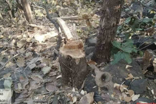 MP: Rs 1.2 crore fine imposed on man for felling teak trees