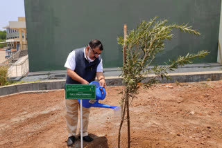 kerala central university  kasargod  green campus  ഒരു മരം ദത്തെടുക്കാം പദ്ധതിയുമായി കേരള കേന്ദ്ര സര്‍വ്വകലാശാല  കാസർഗോഡ്  ഹരിത ക്യാംപസ്