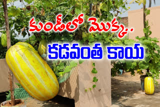 Large cucumbers in yanam