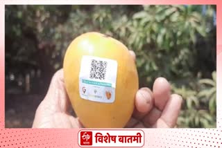 ratnagiri hapus mango news