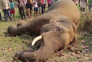 again-elephant-died in-sambalpur