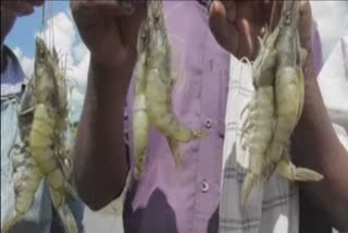 Shrimp production declines in Corona second wave in coastal Andhra Pradesh