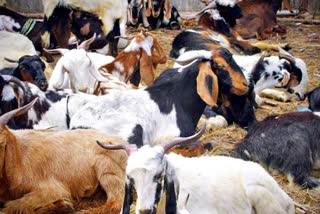 21 goats stolen  goat market in Ajmer  Ajmer news  crime news  chori  अजमेर न्यूज  बकरा चोरी  बकरा मंडी अजमेर  अजमेर में चोरी  कोरोना के बीच चोरी