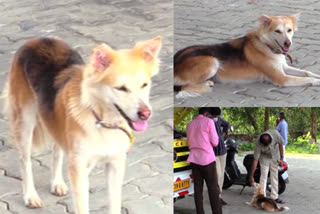 ernakulam puthenkurish panchayat office dog luna interesting story  പുത്തൻകുരിശ് പഞ്ചായത്ത് ഓഫീസിലെ സ്വയം പ്രഖ്യാപിത ജീവനക്കാരി  നായ വാര്‍ത്തകള്‍  ലൂണ എന്ന നായ  dog luna interesting story  puthenkurish panchayat office dog luna