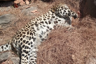 Leopard found dead