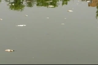 many fish died in Godhi Chowk pond of Godda