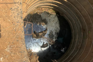 bears die, अस्वलांचा मृत्यू, ताडोबा-अंधारी व्याघ्र प्रकल्प,  Tadoba-Andhari Tiger Project