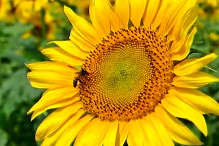 sunflower-garden
