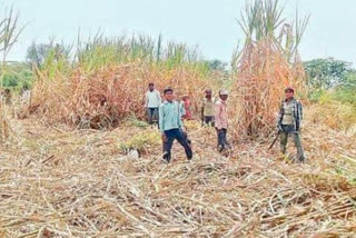 sugarcane crushed