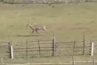 deer found at raghunathganj