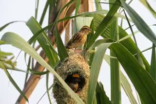 weaver-birds-are-going-to-habbitate-lost-in-naharkatia