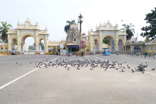 mysore-pigeon-freedom-flying-news