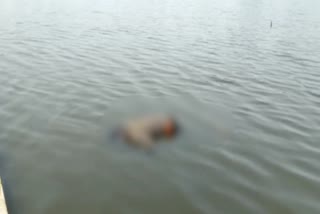 dead-body-found-in-pond-in-dhanbad