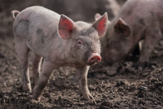 african-swine-fever-report-in-mizoram