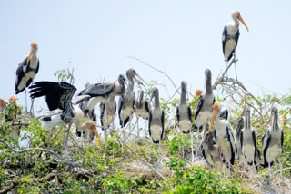 painted stork