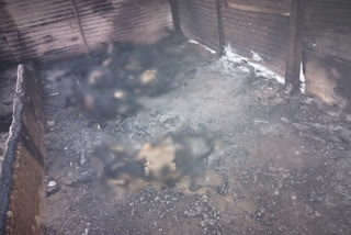 A house and a cowshed were gutted in a fierce fire in the Shivara of Sillod; 15 goats were slaughtered