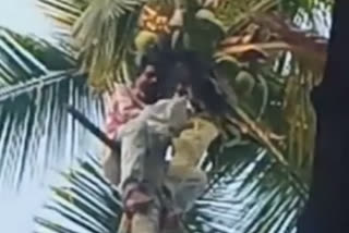 Watch: Cat rescued from 60-ft-tall tree